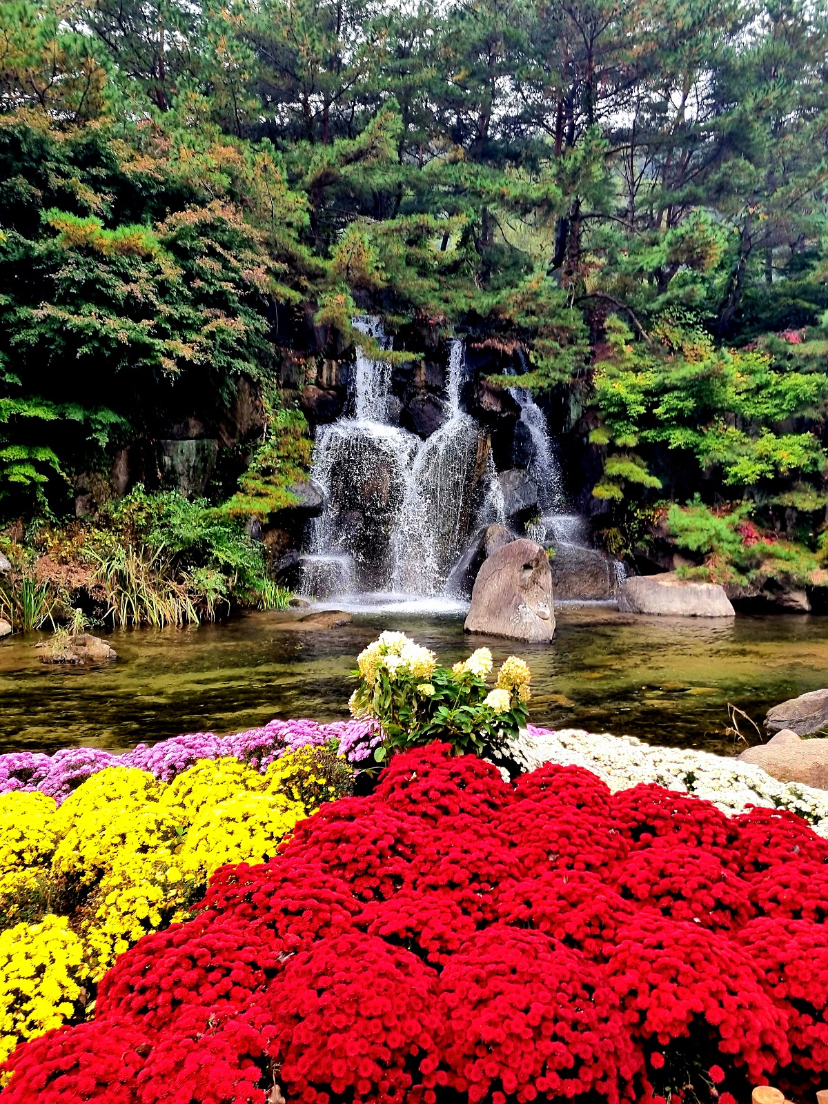 다시 찾아간 2024 인제 가을꽃축제: 국화&amp;#44; 야생화&amp;#44; 수변산책로&amp;#44; 숲 속 꽃길의 매력