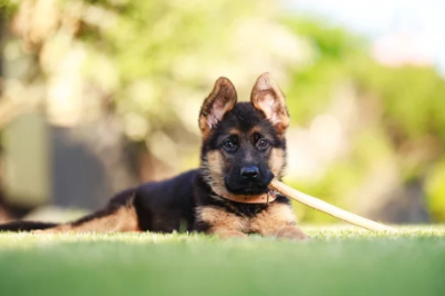 아기 저먼 셰퍼드