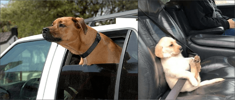 자동차와 강아지