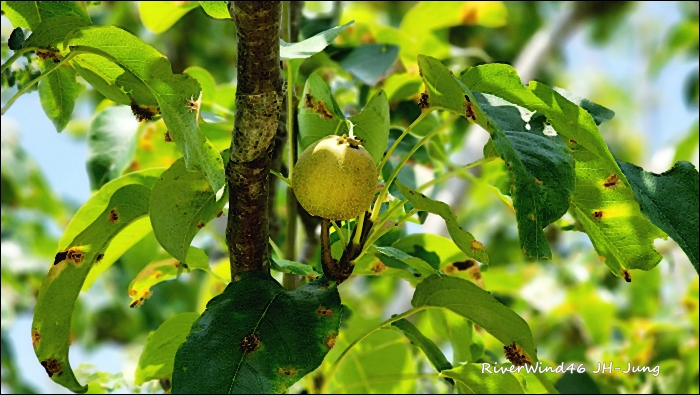 돌배나무(Pyrus ussuriensis)와 돌배 효능