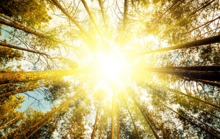 비타민d 부족증상 하루 권장량 