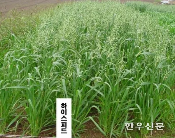 귀리 재배 봄 파종 배수 관리 비료량 조절_4