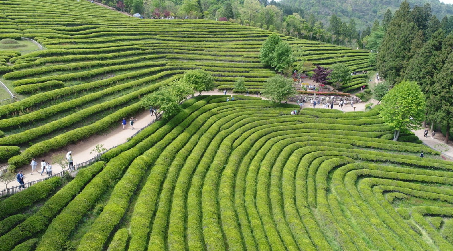 보성-녹차밭