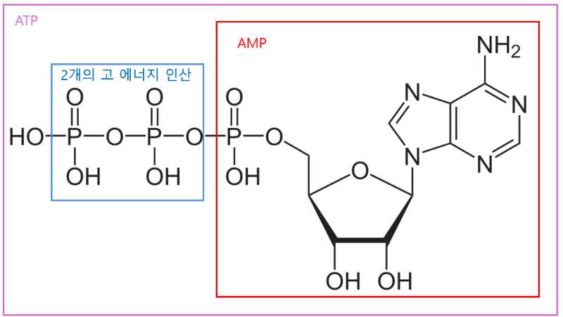AMPK 당뇨 비만 고지혈증 효소 커큐민 레스베라트롤 카테킨 베르베린 돌외 잎 추출물 액티포닌 라이프익스텐션 쏜 스완스 life extension swanson amp-k thorne poly resveratrol