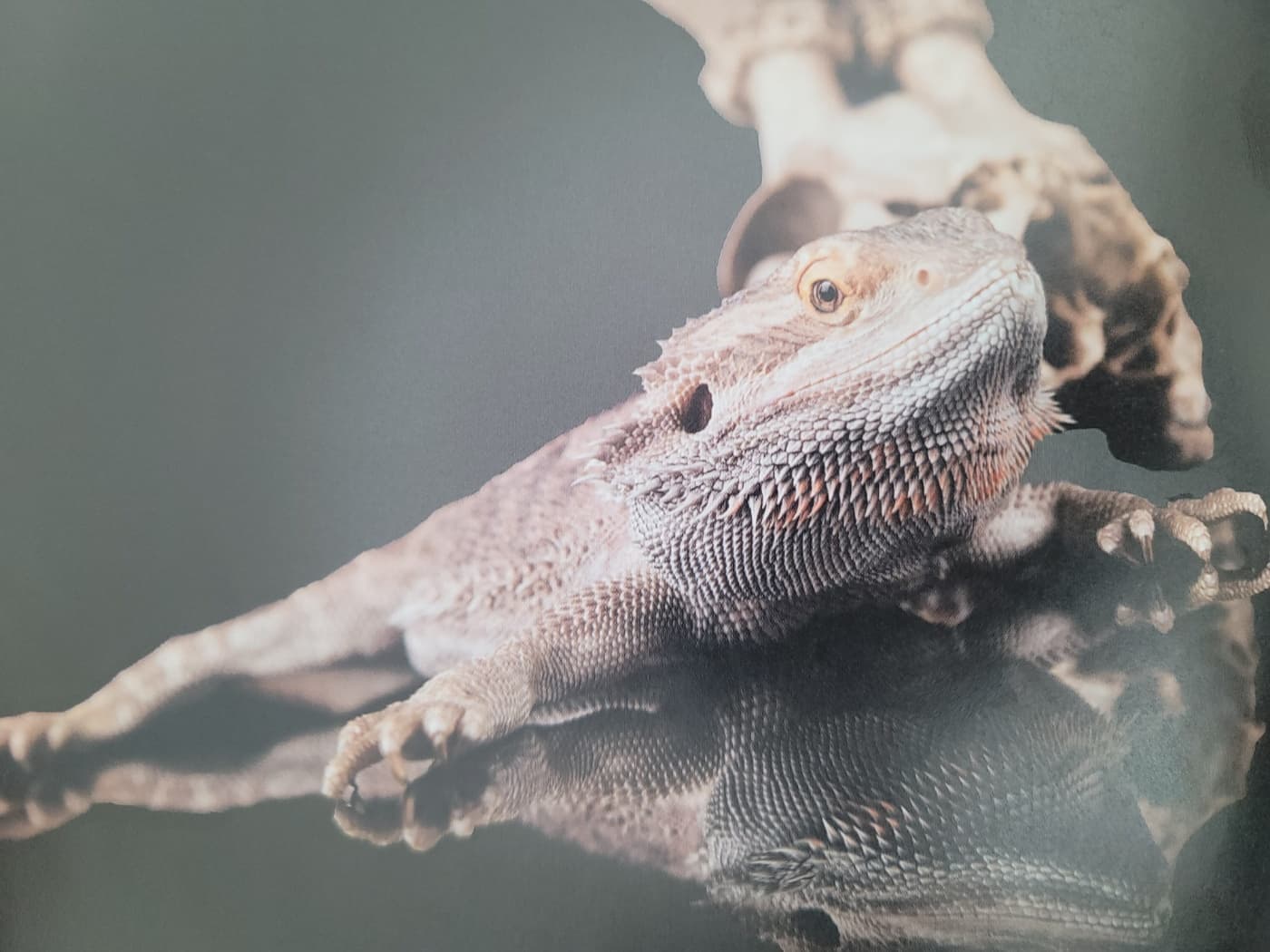 필립 드 보졸리