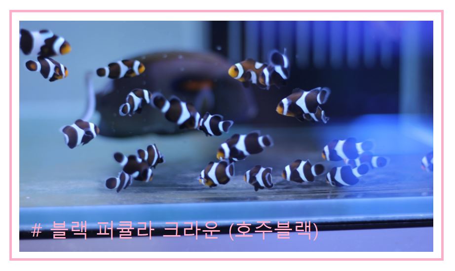 스페셜 퍼큘라크라운 분양가격과 종류