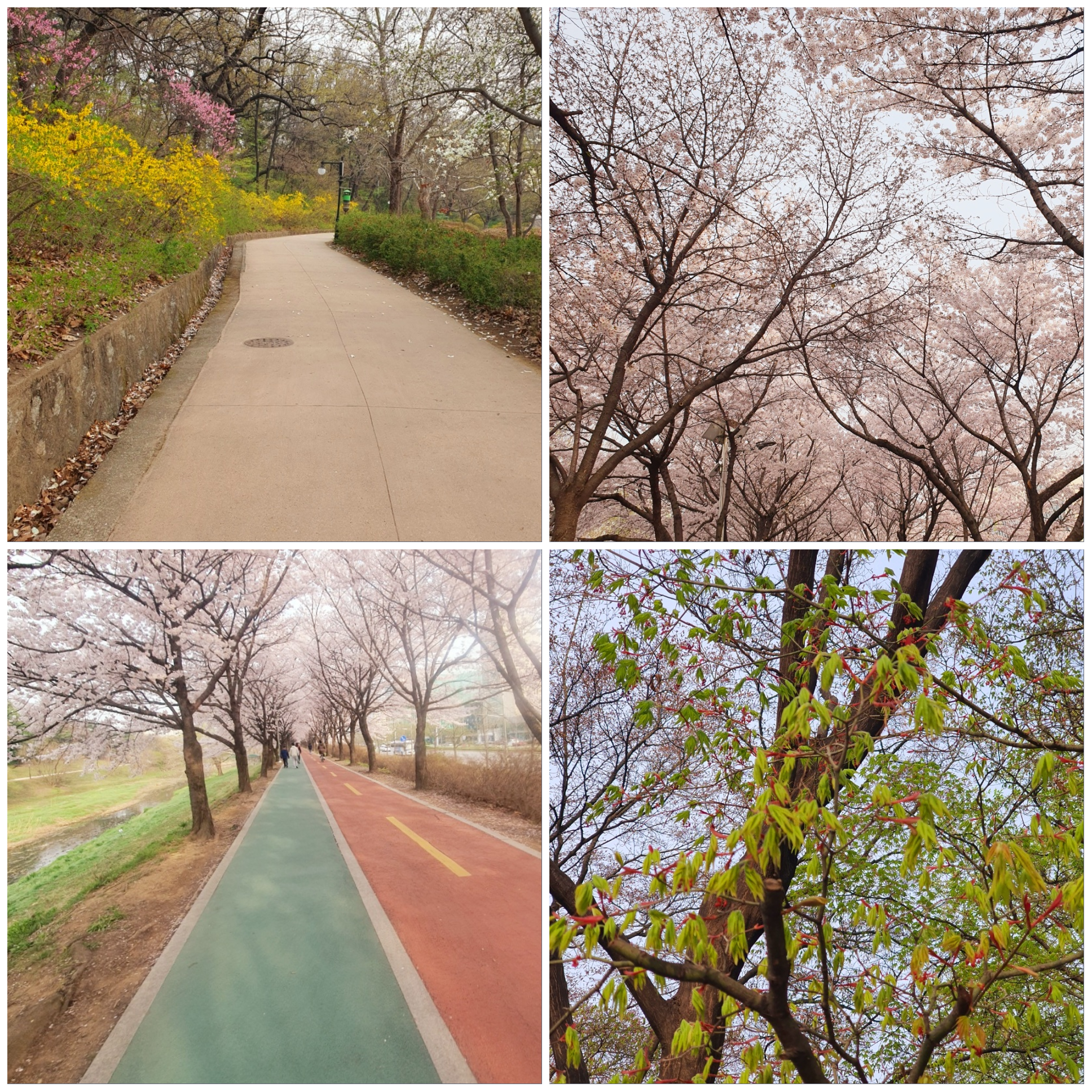 올림픽-공원의-봄