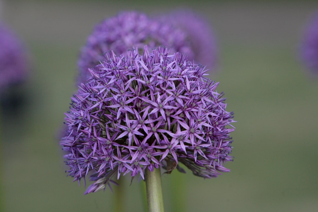 Pom-pom