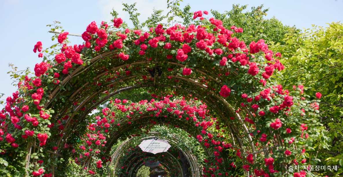 중랑 장미축제 안내