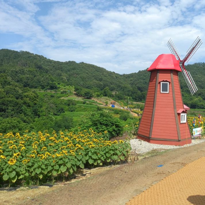 강주해바라기마을 체험마을
