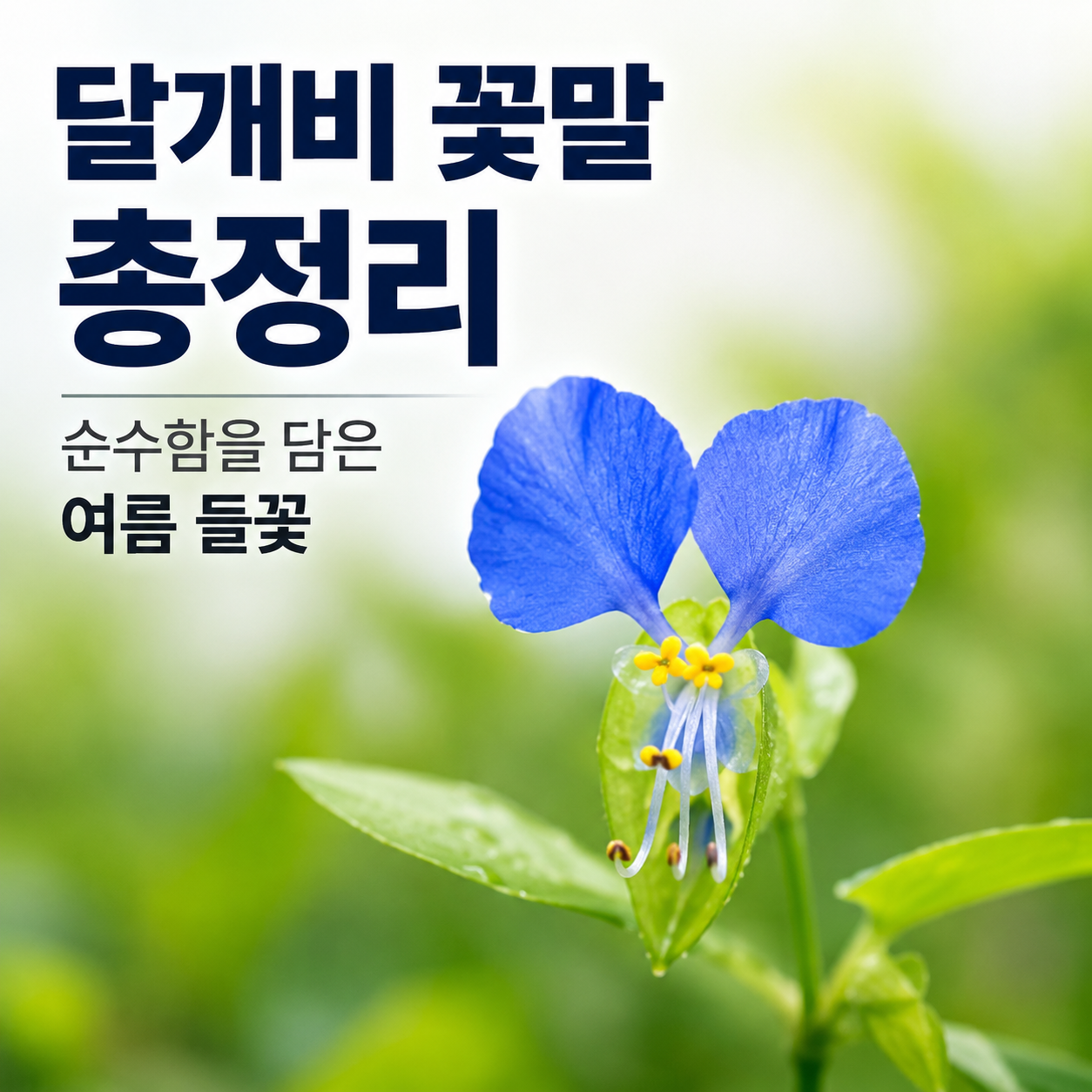 달개비 꽃말