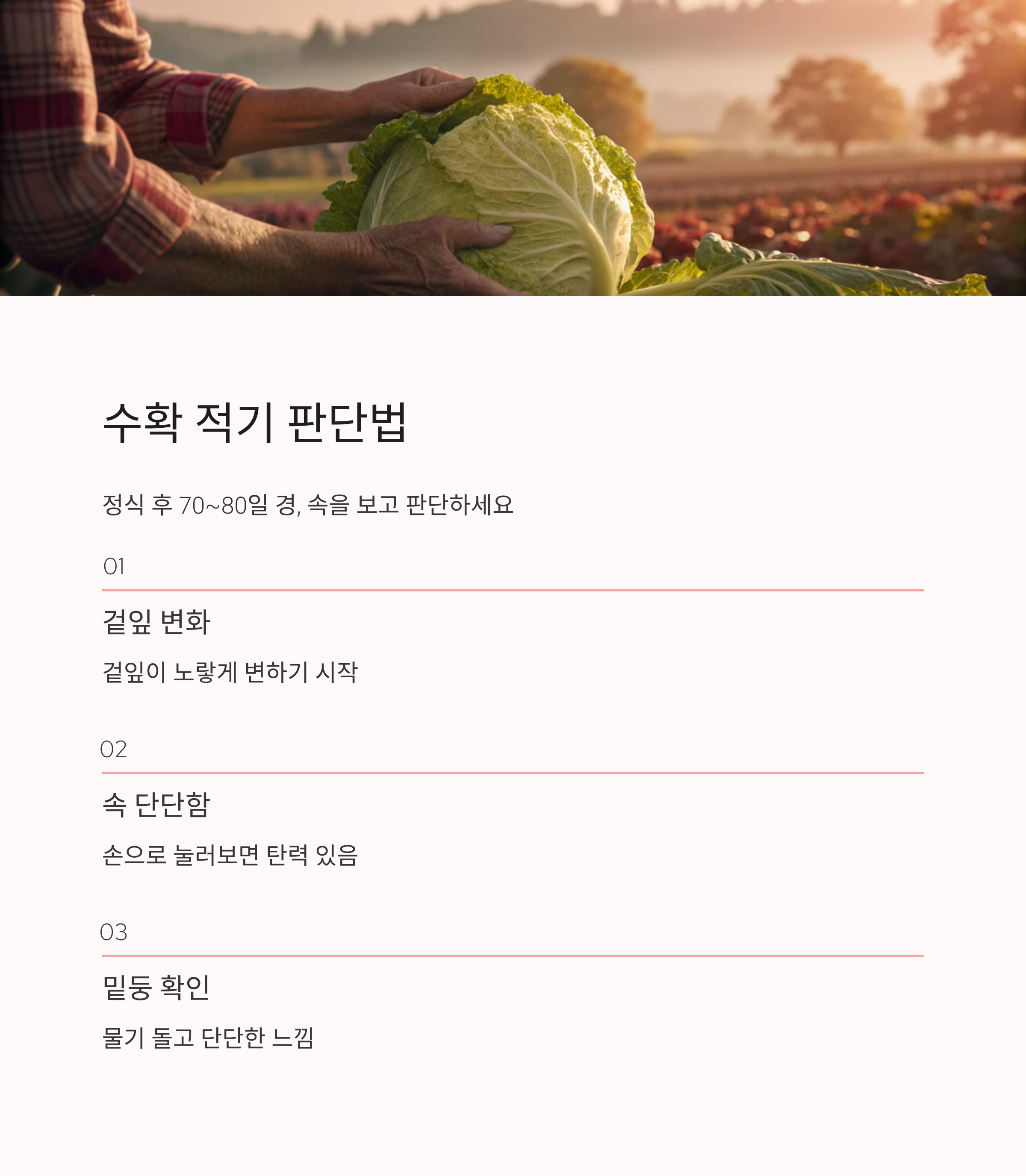 2025년 김장배추심는시기 · 수확시기 · 김장시기 ❘ 실패 없는 일정 완벽 가이드