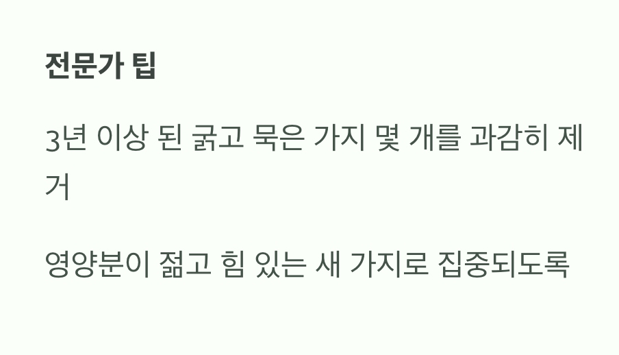 '묵은 가지'와 '새 가지'의 조화