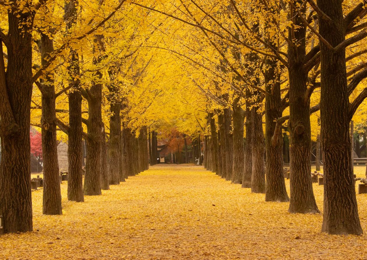 남이섬 가을 여행 추천