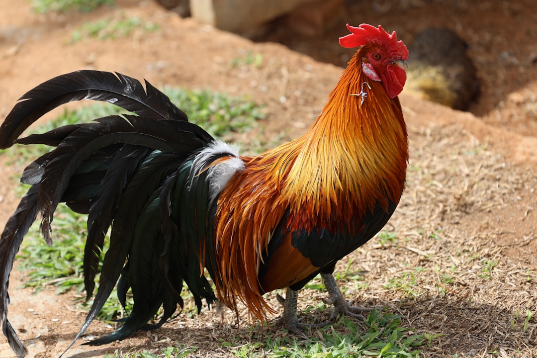 Rooster