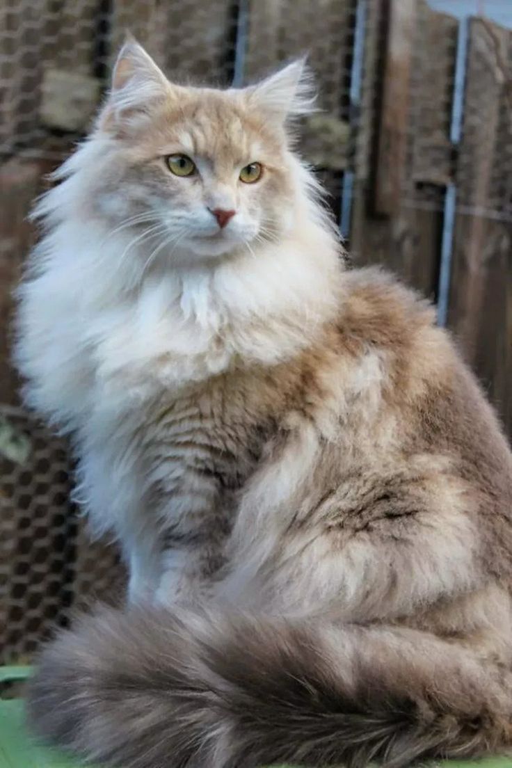 노르웨이숲고양이