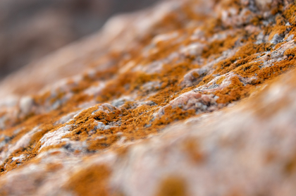 미생물의 종류와 역할