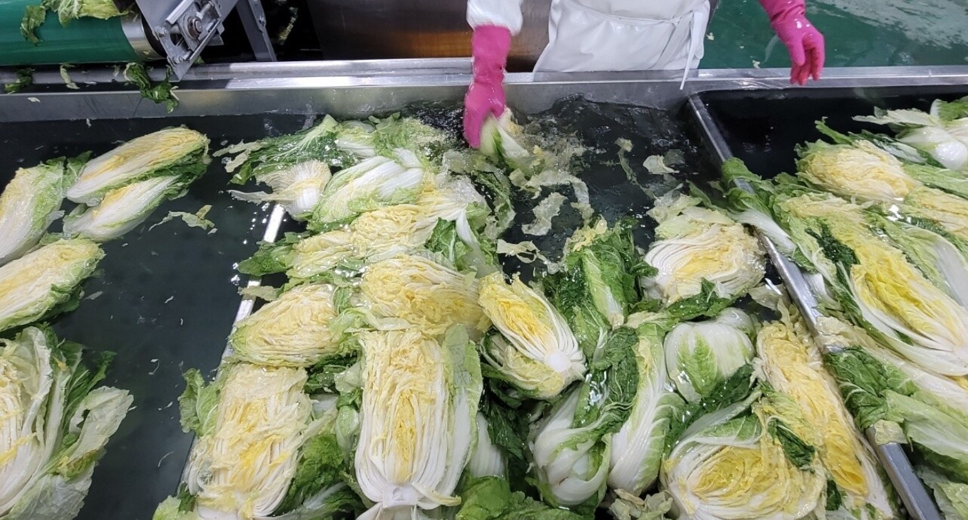 강원도 고랭지 절임배추 주문