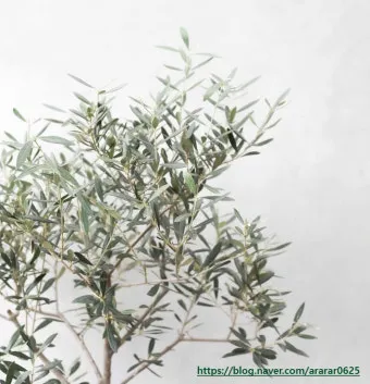 올리브 나무 키우는법 5가지 치명적 실수와 해결책 총정리를 안내_24