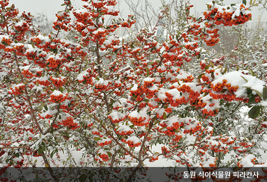 대전 한밭수목원 꽃구경