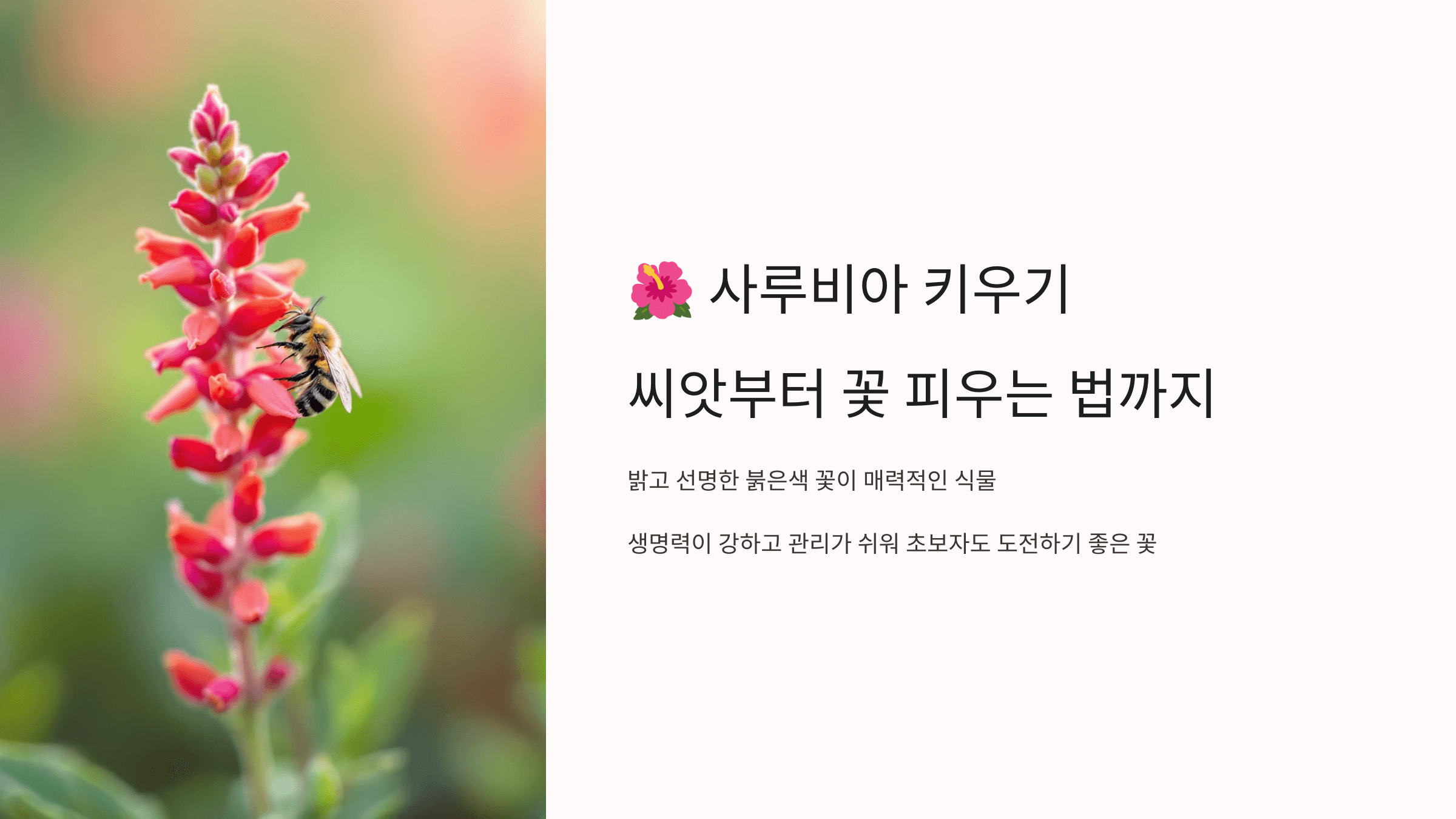 사루비아 사진입니다.