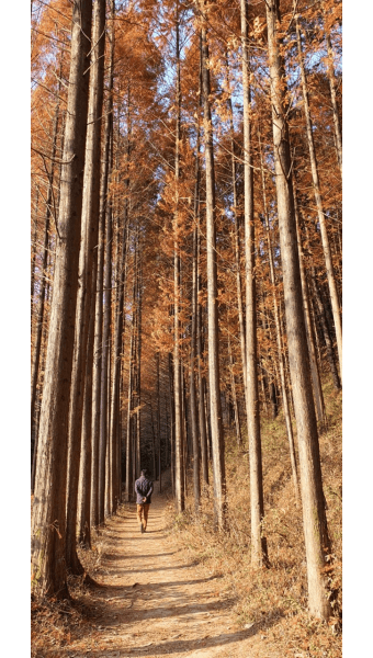 화인산림욕장 옥천 가볼만한곳 추천 명소 산책로 주차