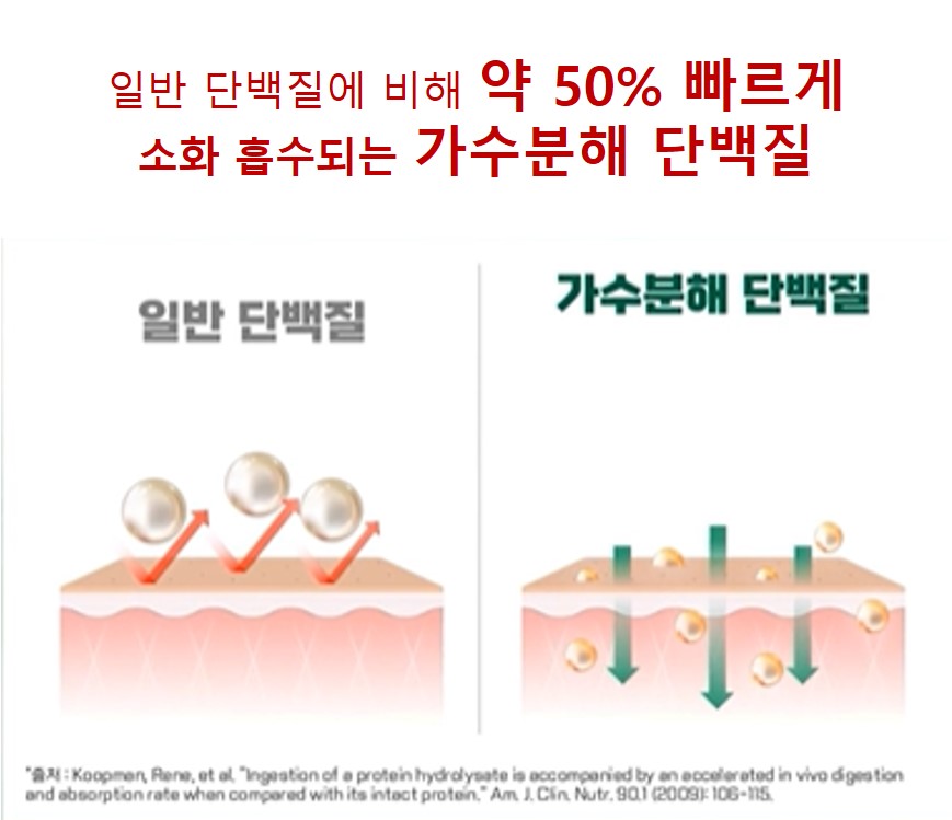 단백질