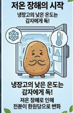 감자 보관법