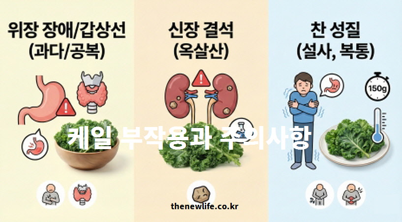 케일 섭취 시 부작용과 주의사항 3가지: 공복 과다 섭취 시 위장 장애와 갑상선 기능 저하 주의, 옥살산 성분의 신장 결석 위험, 찬 성질로 인한 복통 설사 유발