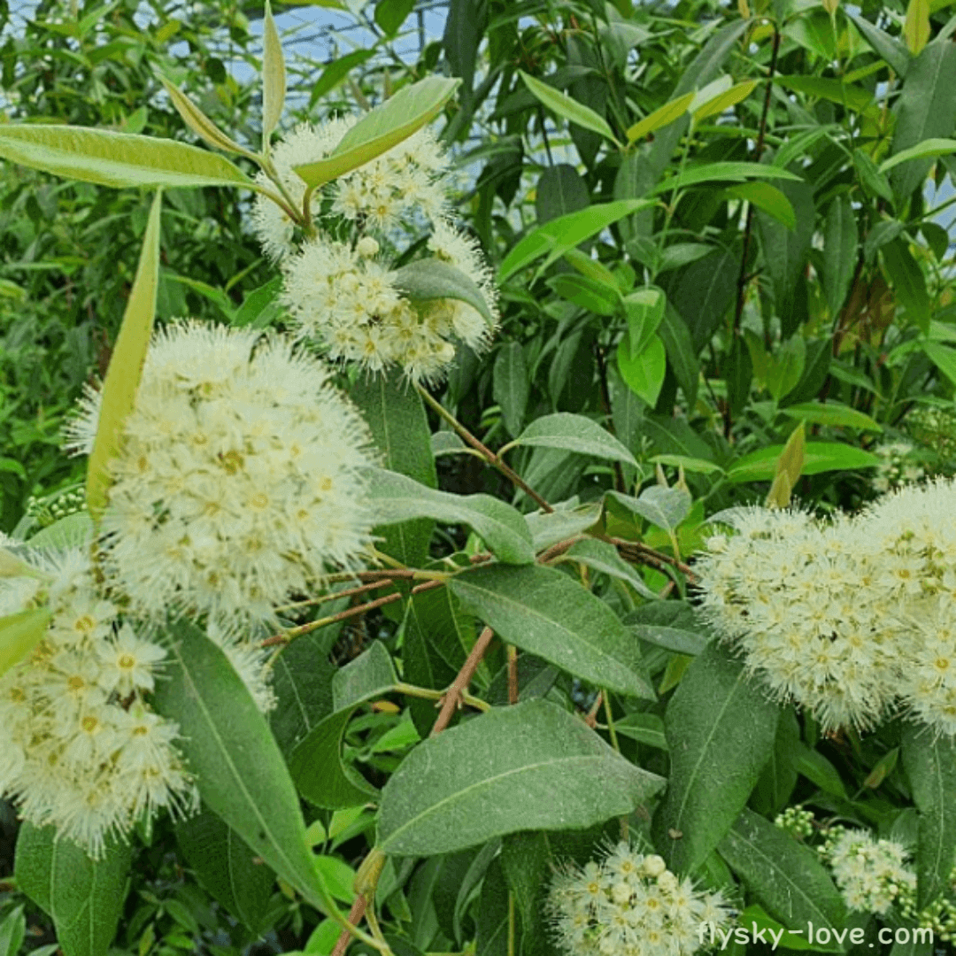 레몬 머틀 (Lemon Myrtle)