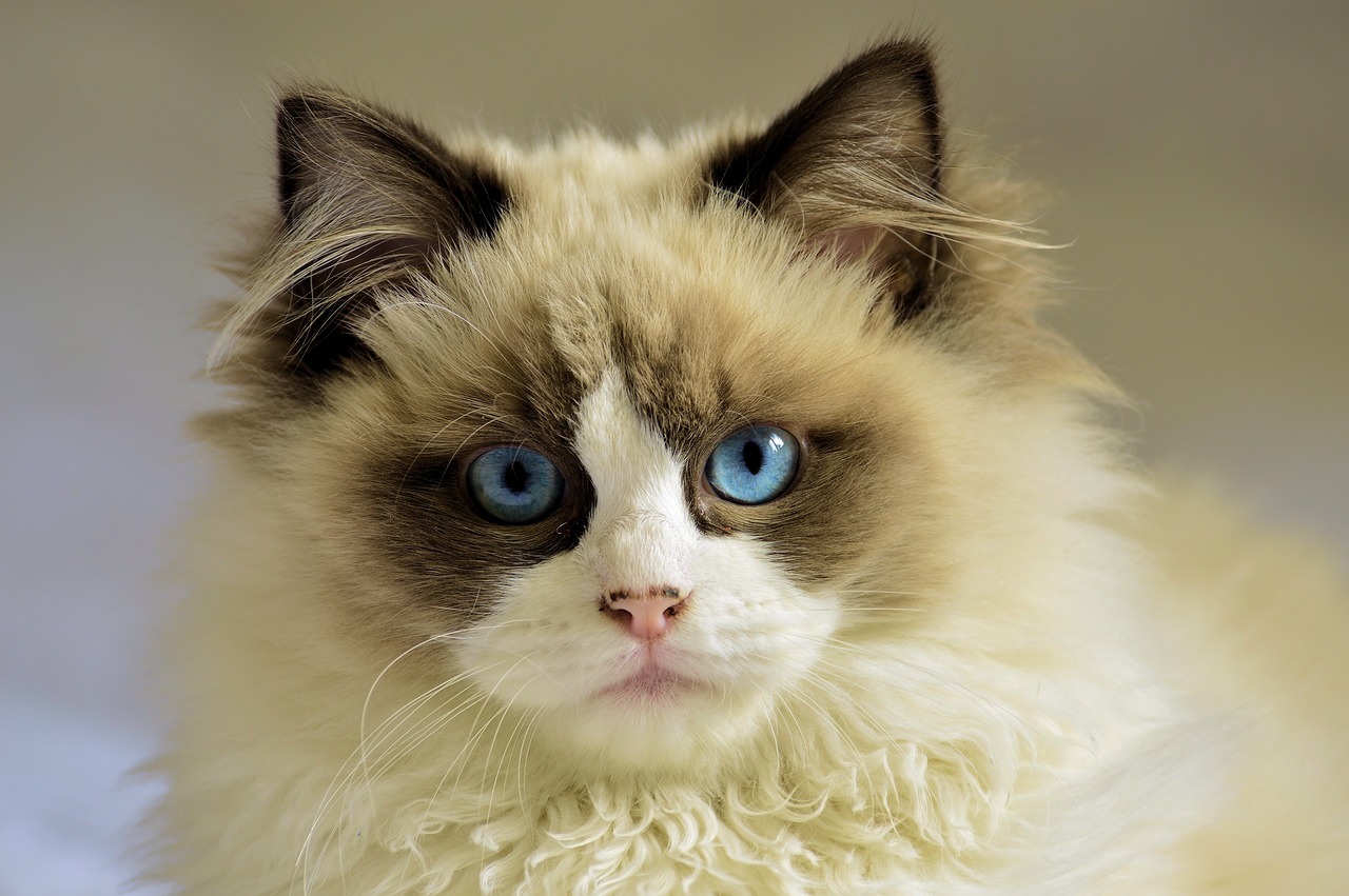 burmese4