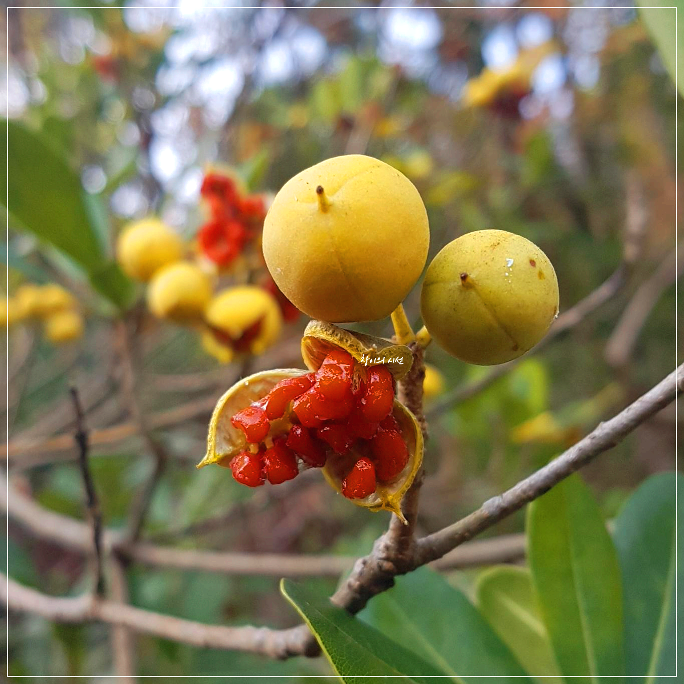 돈나무 음나무 섬음나무 열매 꽃말 야생화