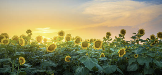 비타민d 부족증상 질병 하루권장량, 비타민d 많은 음식 총정리