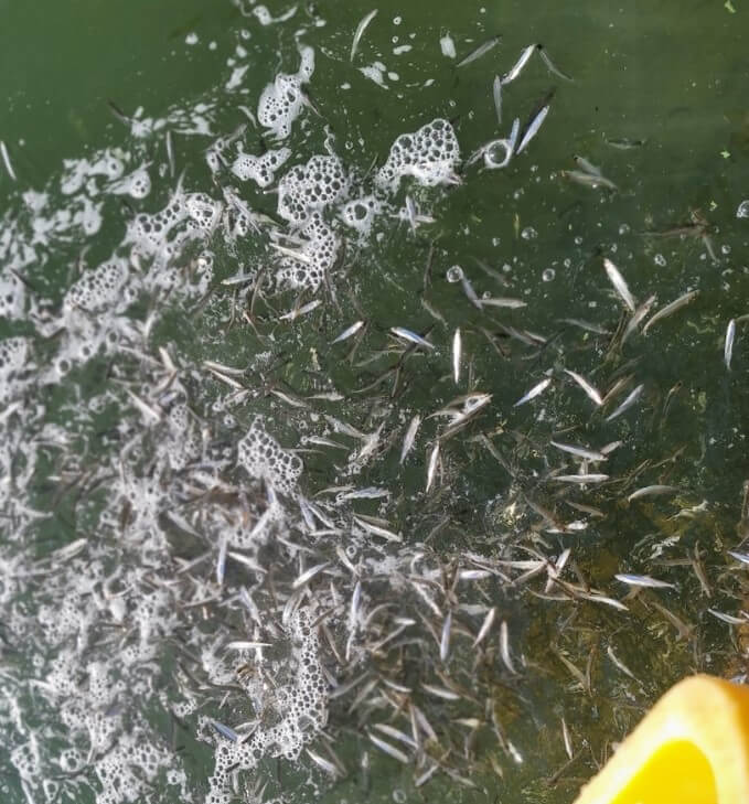 강화 양오낚시터 빙어축제 기본정보&amp;#44; 양오낚시터는 공기도 맑고 경치도 좋고 가족들과 함께 휴양을 즐길 수 있는 낚시터입니다.