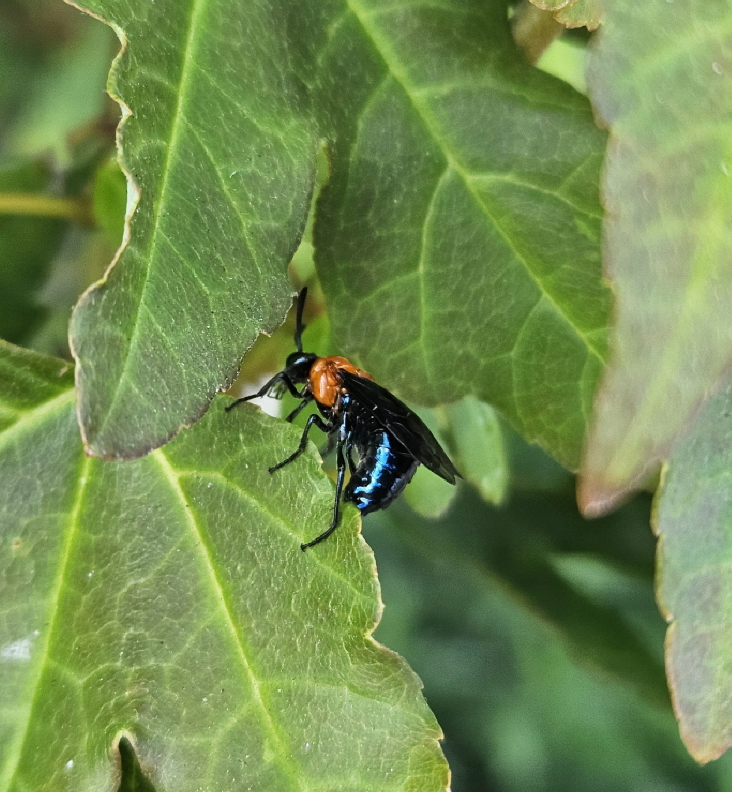 홍가슴루리등에잎벌2