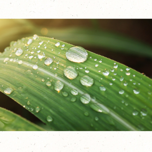 따뜻한 배숙 음료