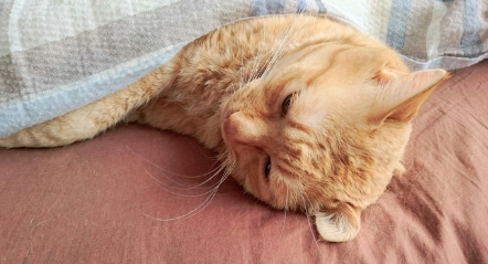 이불에서 자는 고양이.