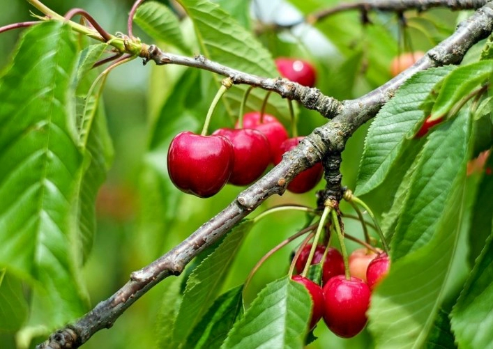 버찌 먹는법 6가지 