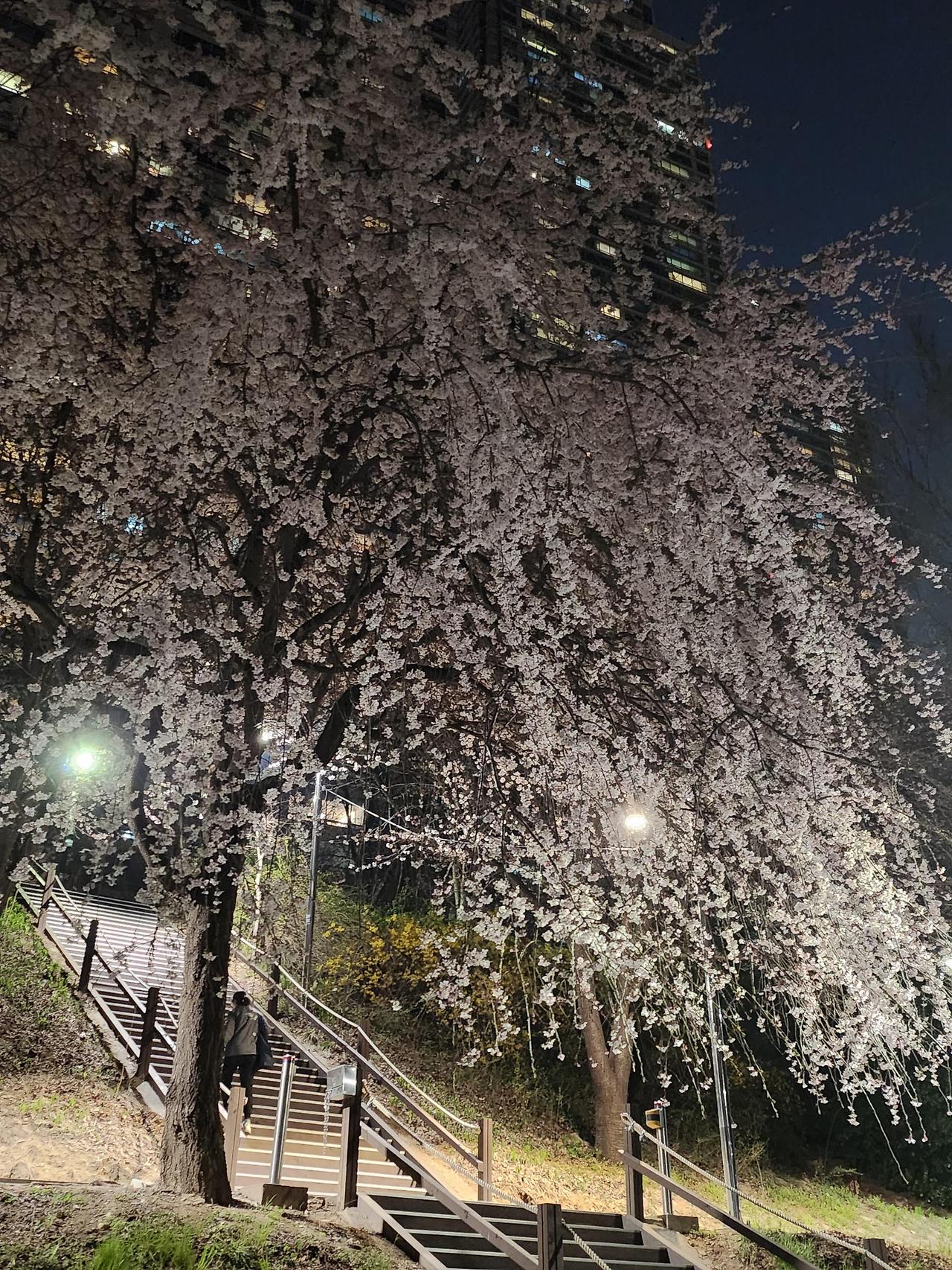 봄 시즌 데이트 추천 장소 TOP5｜서울숲, 양재천, 석촌호수, 북한산둘레길, 남이섬