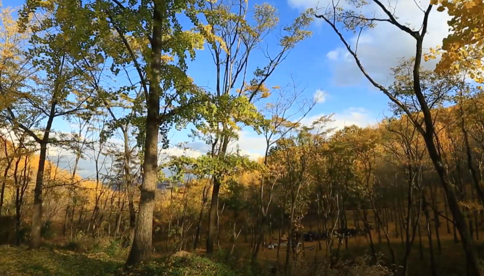 에버랜드 비밀의 은행나무 숲 예약 신청