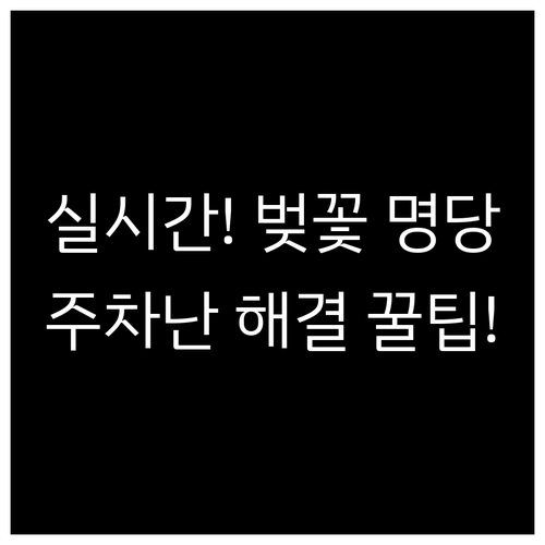 광명 벚꽃 축제 실시간 정보와 인근 ..