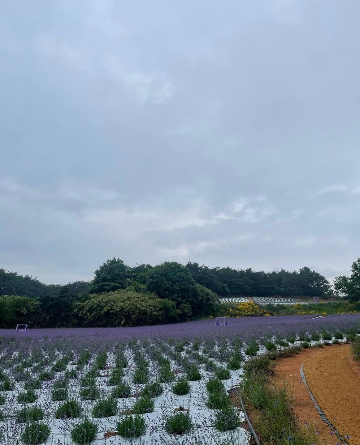 고창청농원 라벤더시즌