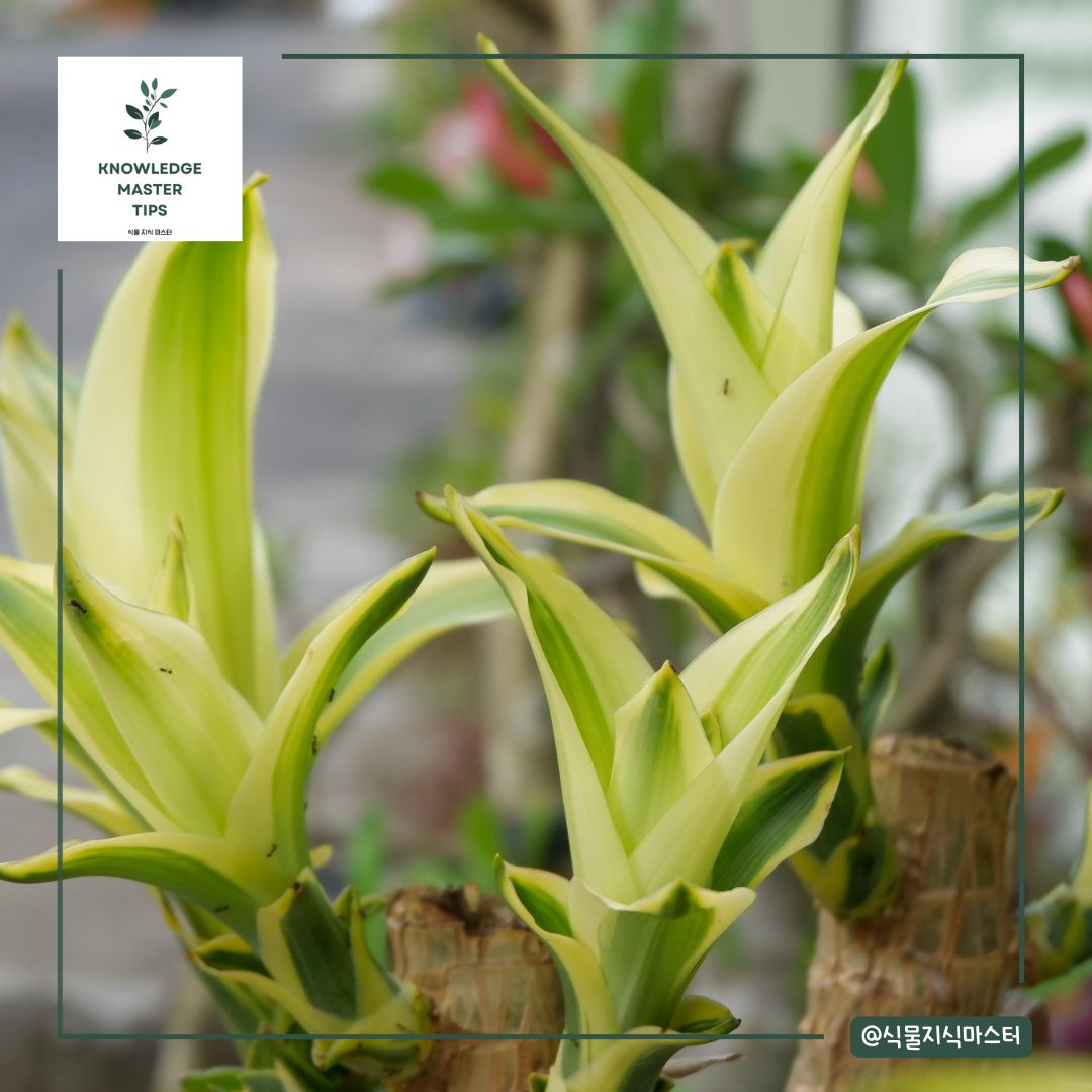 언제 수경재배가 좋을까?