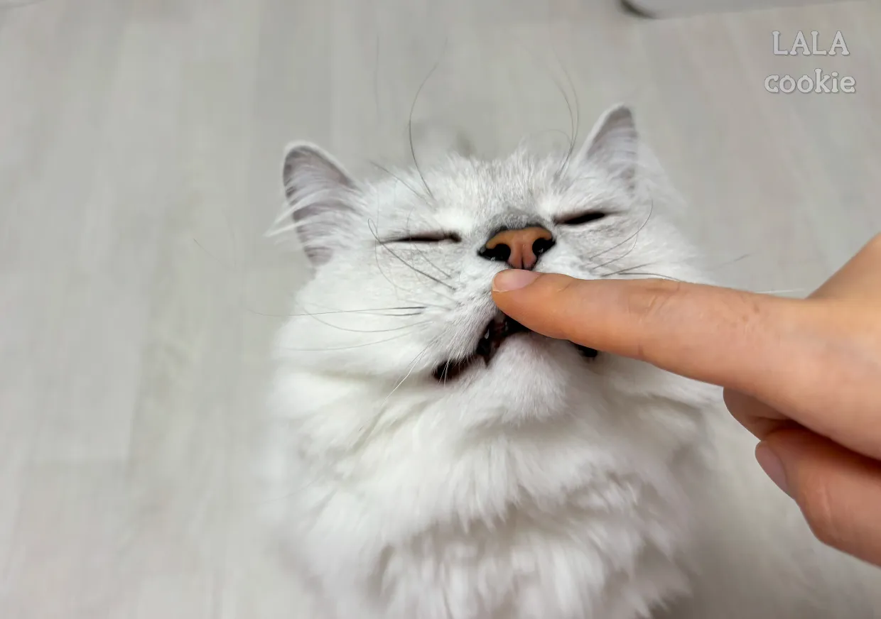 고양이-코를-만지는-사람-손-고양이는-지긋이-눈을-감고-있다