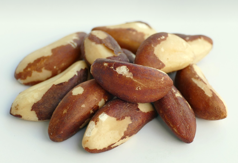 브라질너트 모습