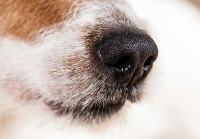 개의 코.