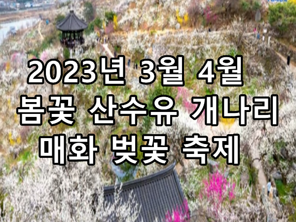 2023년 3월 4월 봄꽃 산수유 개나리 매화 벚꽃 축제