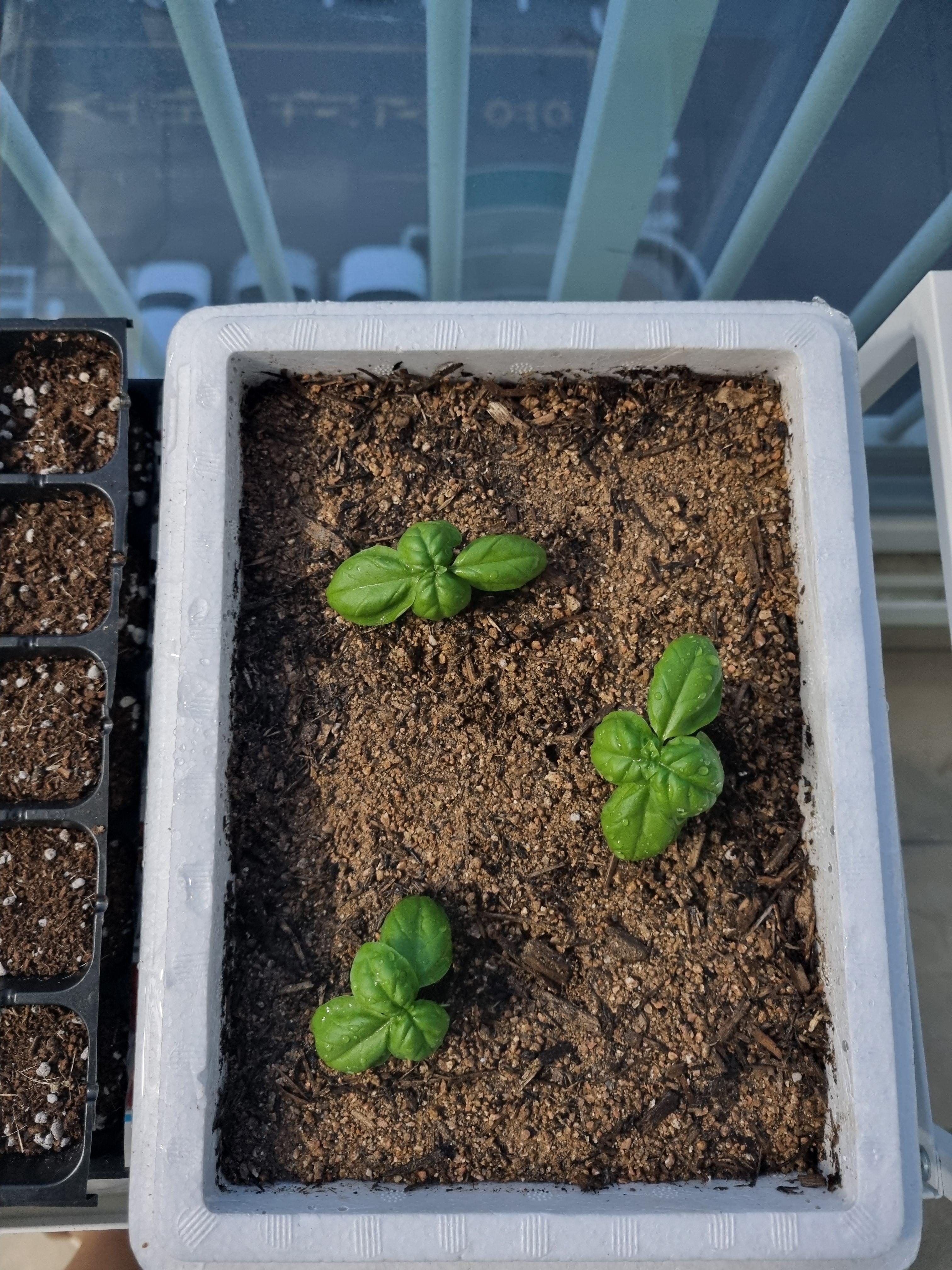 바질 스티로폼박스 분갈이