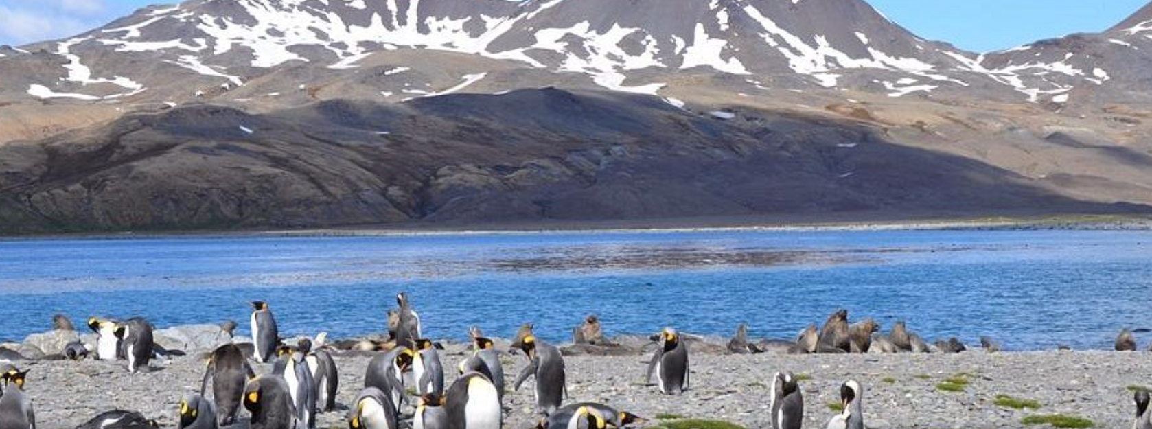 남극 사우스조지아 섬 펭귄 사진