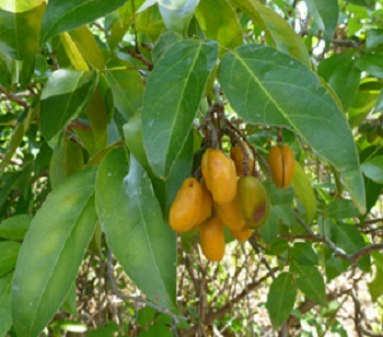 코나루스세미데칸드러스